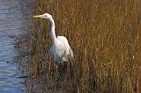 Egret In The Grass_33402